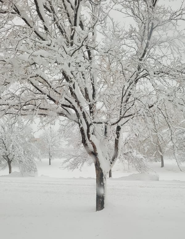 Winter Tree